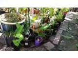 Plants - variety of plants