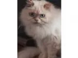 Flame point Himalayan
