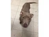 Adopt Roo-Puppy a TanYellowFawn Terrier (Unknown Type