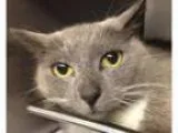 Adopt Dorothy - PetSmart a Domestic Short Hair-gray
