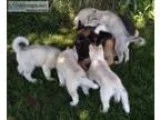 Male siberian husky puppy