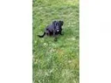 Adopt Ebony a Black Labrador Retriever  Mixed dog in Gig Harbor 