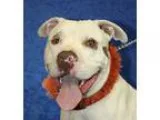 Adopt Pete a White - with Brown or Chocolate Pit Bull Terrier  M