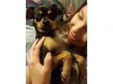 Adopt Zoey a Black - with Tan Yellow or Fawn Miniature Pinscher 