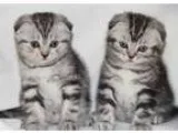 Attas2 Scottish Fold Kittens Ready. c