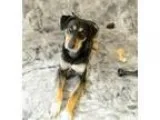 Adopt Abbie a Saluki German Shepherd Dog