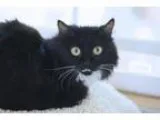 Adopt Zaida (nursing mom) a Domestic Medium Hair-black and white