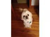 Adopt Maddie a White Pekingese  Poodle (Miniature)  Mixed dog in