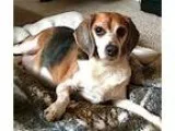 Adopt Patty (12 lb) a Tricolor (TanBrown and Black and White) Bo