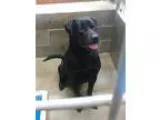 Adopt Bud a Labrador Retriever Rottweiler
