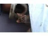 Adopt Foxy a Tabby - Brown