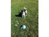 Jack Russell Terrier Mix