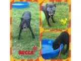 Adopt Becca a Labrador Retriever