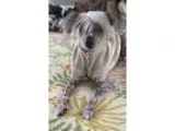 Adopt Schooner a Chinese Crested Dog