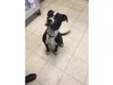 Adopt Josh a Black - with White Terrier (Unknown Type Medium)  P