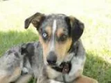 Adopt RAYMOND a Catahoula Leopard Dog Australian Shepherd