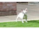 Beautiful french bulldog puppies for sal