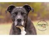 Adopt Olympia a Pit Bull Terrier
