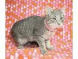 Adopt Tiff a Gray Blue or Silver Tabby Domestic Shorthair (short