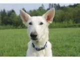 Adopt Prada-Just Arrived from Puerto Rico a German Shepherd Dog