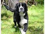 Adopt Caleb a Black - with White St. Bernard  Spaniel (Unknown T