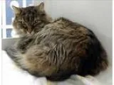 Adopt Matilda a Domestic Longhair  Mixed cat in Topeka KS (15299