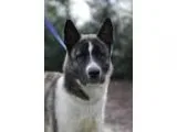 Adopt Tora a Akita