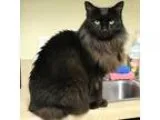Adopt Stella Luna a All Black Domestic Longhair  Mixed cat in Mo
