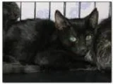 Adopt REN a All Black Domestic Shorthair  Mixed cat in Hamilton 