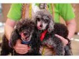 Adopt Bingo a Poodle (Standard)  Mixed dog in El Cajon CA (15296