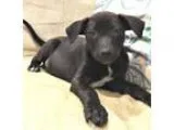 Adopt Jefferey a Black - with White Pointer  Labrador Retriever 