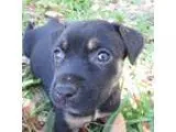 Adopt Mia  Puppy a Black - with Tan Yellow or Fawn Rottweiler  G