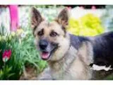 Adopt Leah a German Shepherd Dog