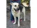 Adopt Shep - Adoption Pending a German Shepherd Dog