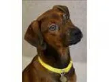 Adopt Geeshie a Coonhound  Mixed dog in Oakland CA (15299388)