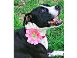 Adopt Tinkerbell a Black - with White Pit Bull Terrier  Mixed do