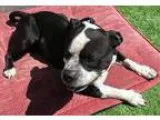 Adopt Luciano a Black - with White American Pit Bull Terrier  Te