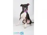 Adopt Kayla a Pit Bull Terrier  Mixed dog in Irving TX (15029153