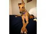 Adopt Peggy a RedGoldenOrangeCh estnut - with White Greyhound  M