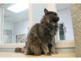 Adopt Bluff a Domestic Longhair cat in Jamestown CA (14011558)