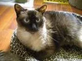 Adopt Hershey a Brown or Chocolate (Mostly) Siamese (short coat)