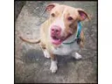 Adopt Khaleesi a Pit Bull Terrier