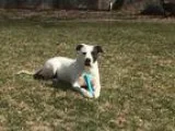 Adopt Denim Dane a Pit Bull Terrier Staffordshire Bull Terrier