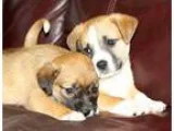 Adopt Sheltie Mix Puppies a RedGoldenOrangeCh estnut - with Whit