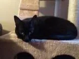 Adopt Dominique a All Black Domestic Shorthair  Mixed (short coa