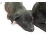 Adopt SASHA a Black Pit Bull Terrier  Mixed dog in Humble TX (13