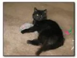 Adopt ACE a All Black Domestic Longhair  Mixed cat in Hamilton N