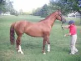 First Classs Oldenburg NA broodmare Sadly must sell lease