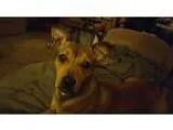 Adopt Lexie a Terrier