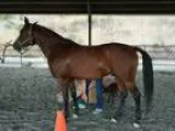 CMK Crabbet Arabian for sale